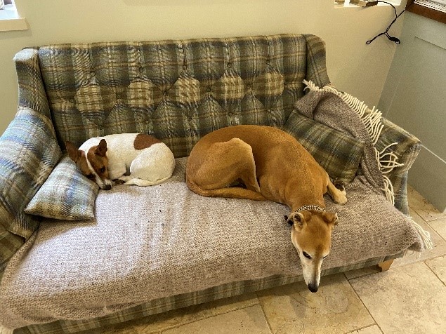 Dogs