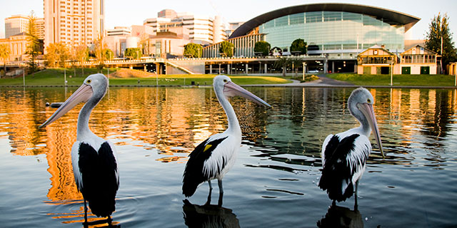 Lake in Adelaide