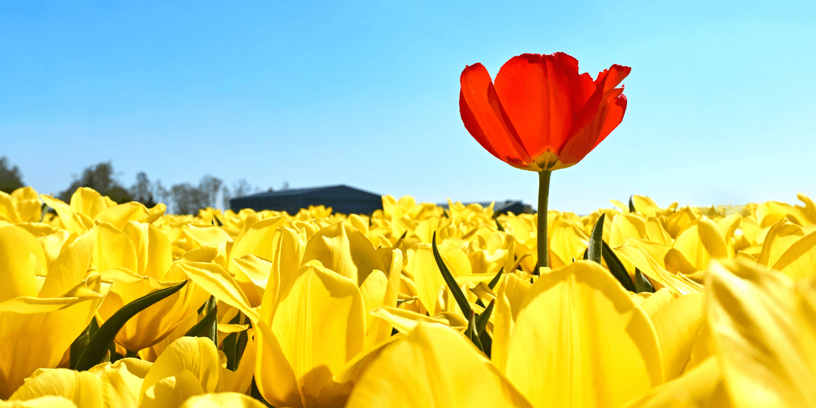 Red flower rising from field of yellow flowers